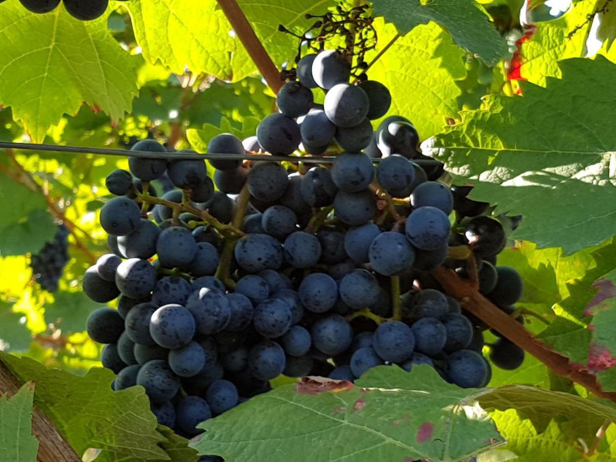 Weingut & Gaestehaus Nagel Kapellen-Drusweiler Kültér fotó